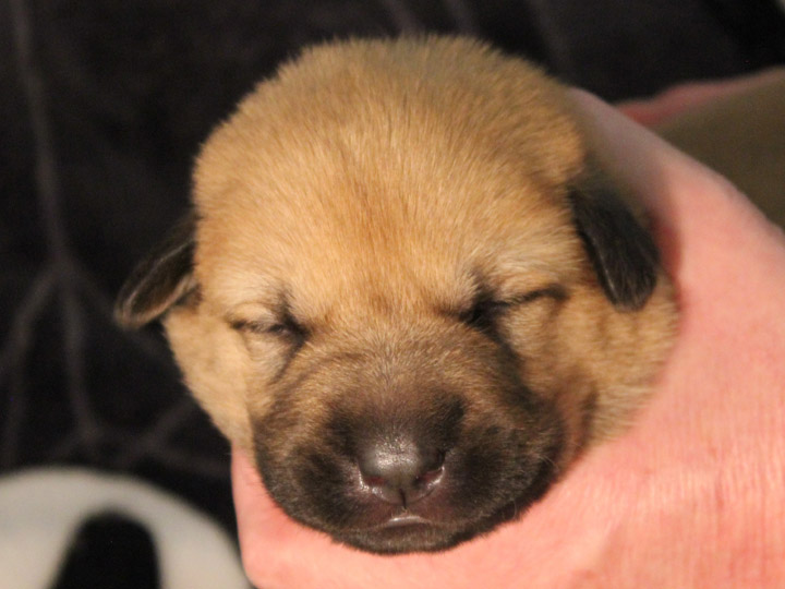 chinook puppy